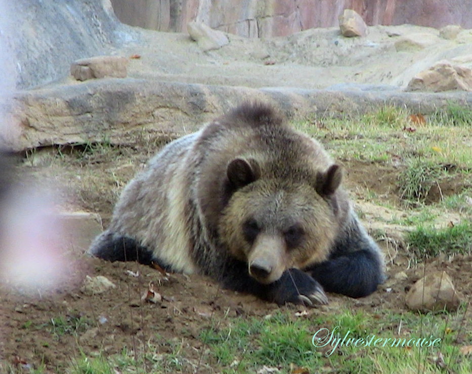 Grizzly Bear photo by Sylvestermouse