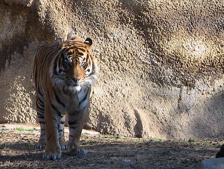 Pacing Tiger Photo by Cynthia Sylvestermouse