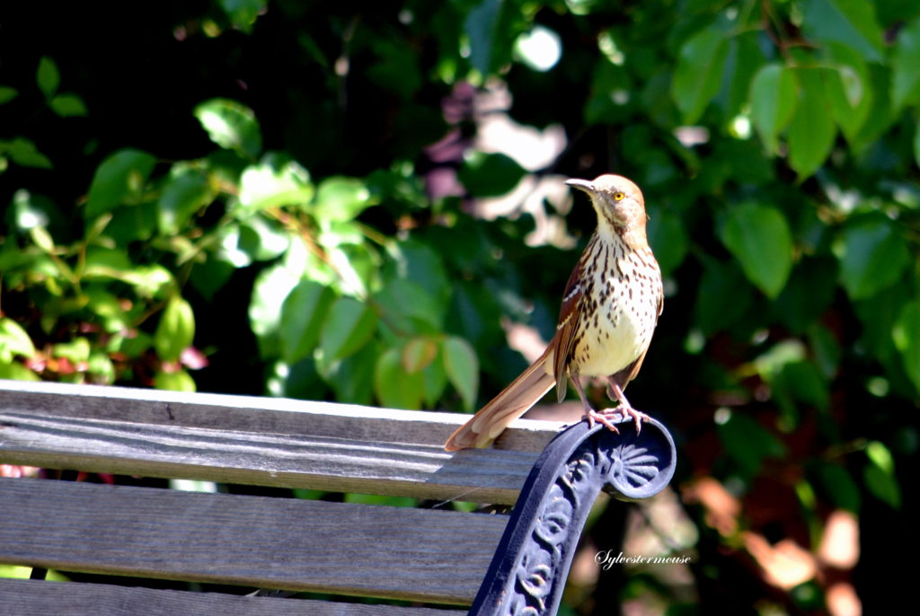 photo of a Brown Thrasher