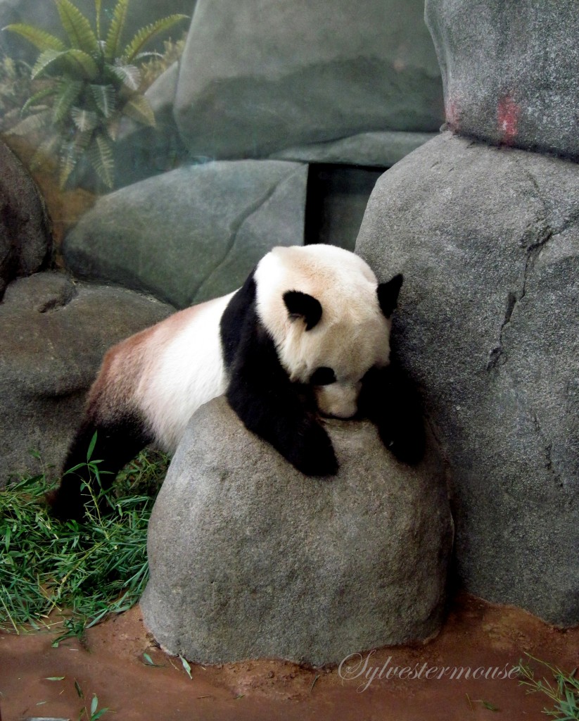 Giant Panda photo