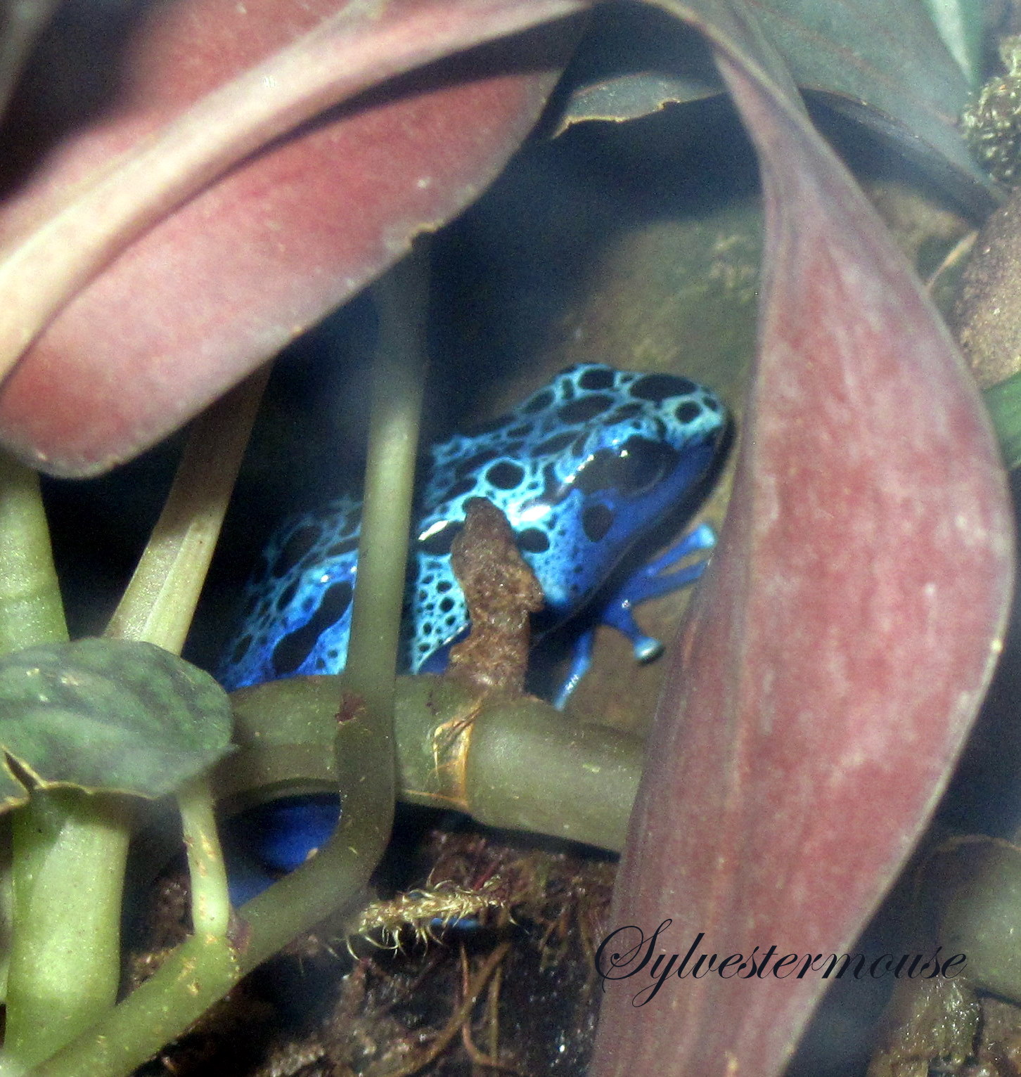 Black & Blue Poison Dart Frog Photo by Sylvestermouse