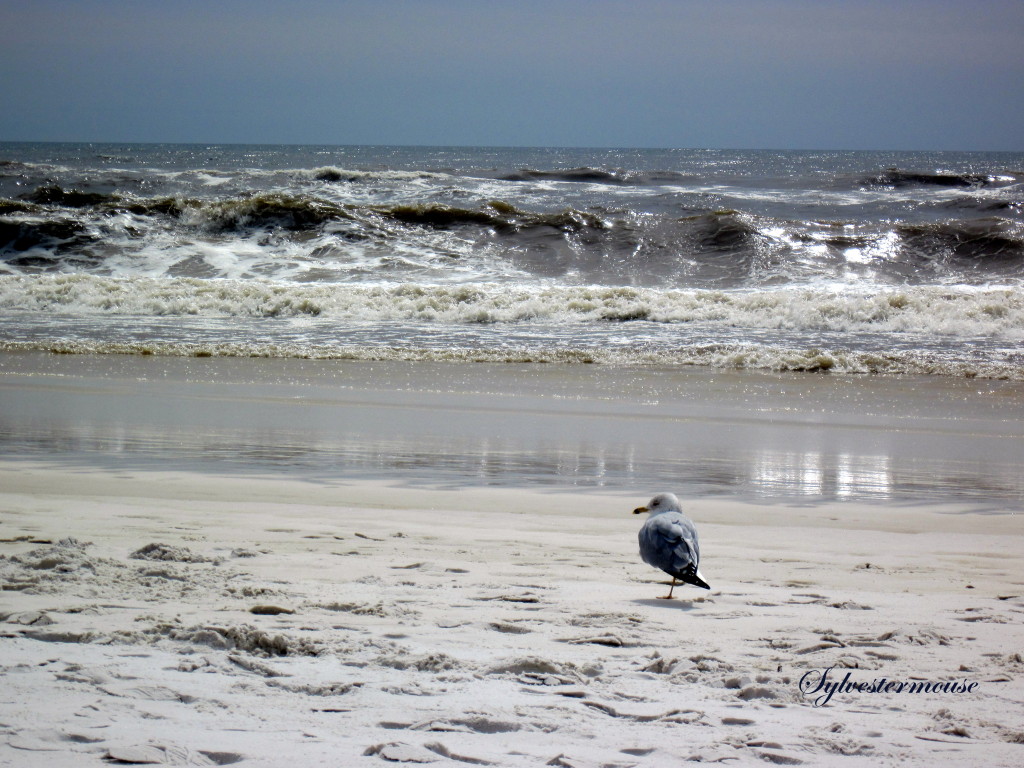 Seagull Serenity