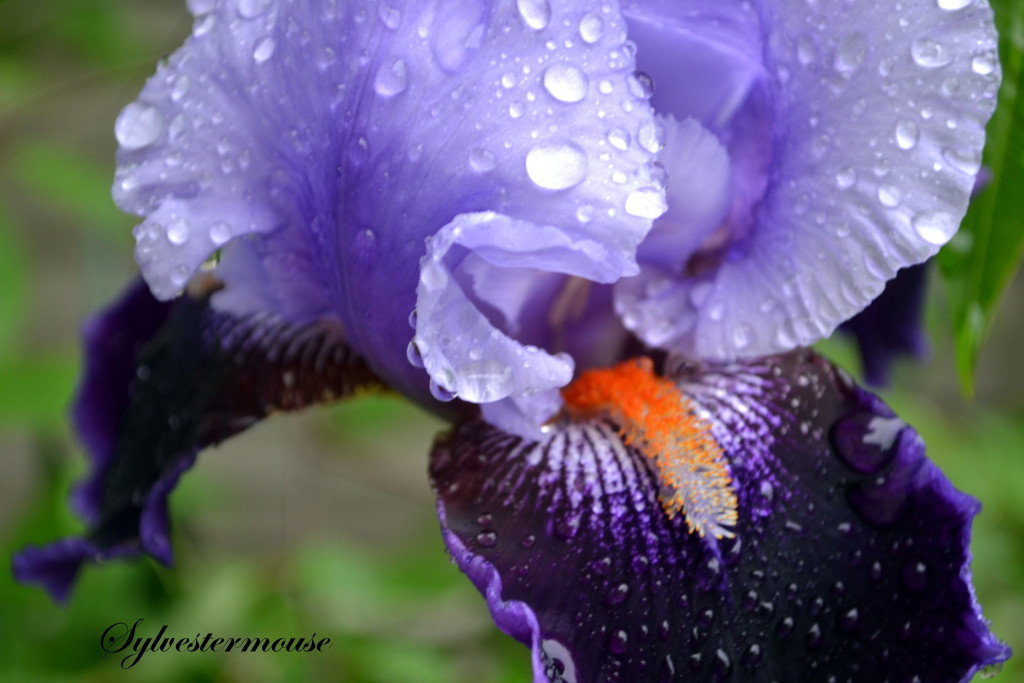 purple iris photo