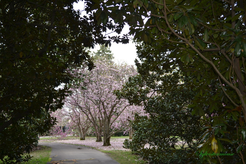 Magnolia Trees