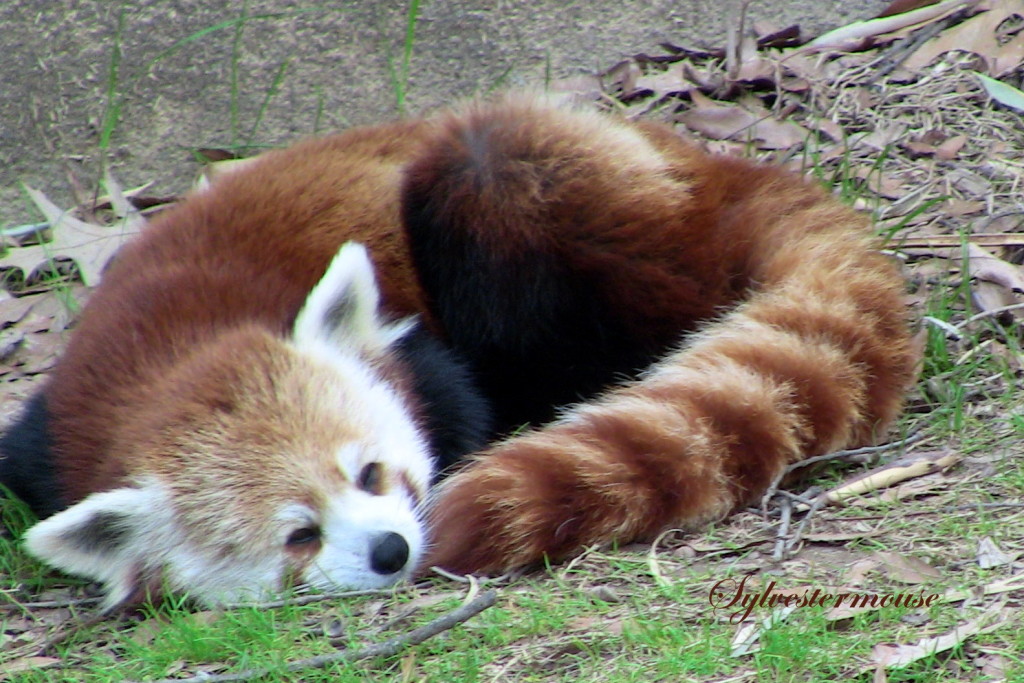 The red panda 8 grade