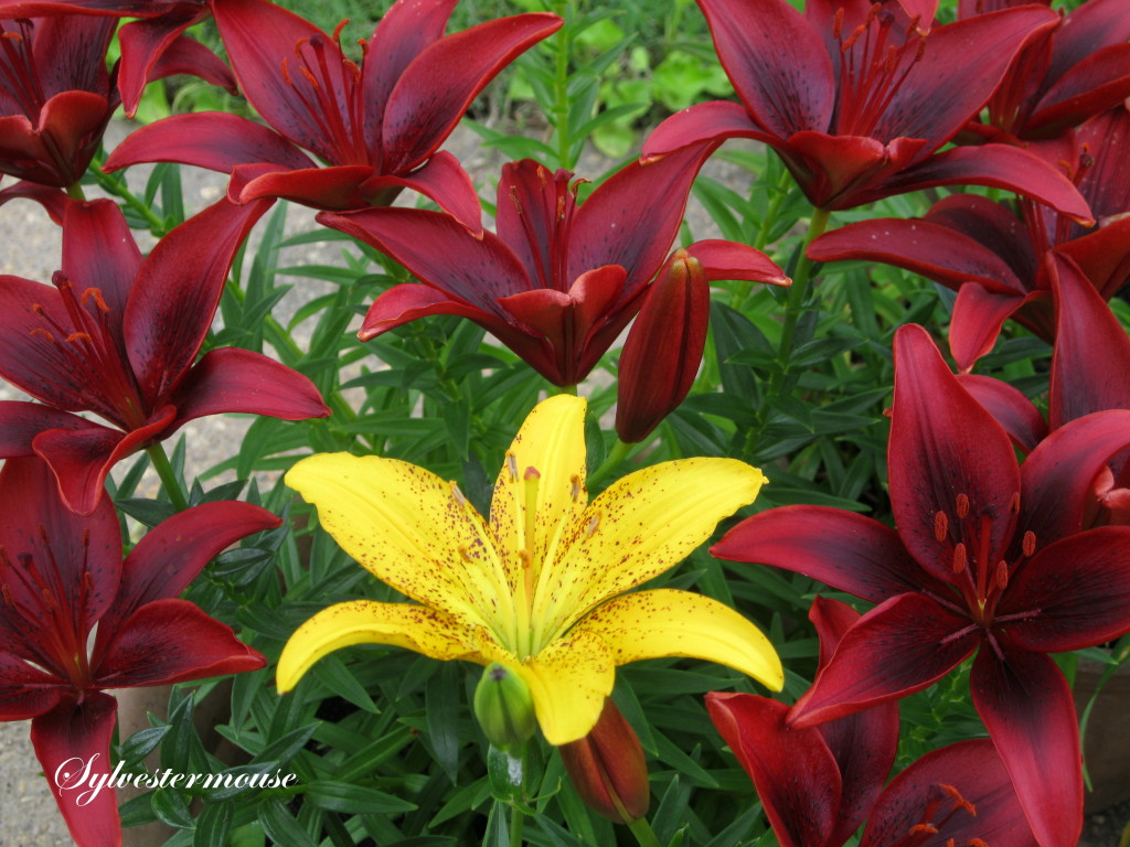 Daylilies