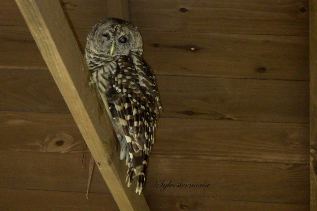 Barred Owl Photo by Sylvestermouse