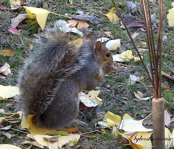 Squirrel Photo by Sylvestermouse