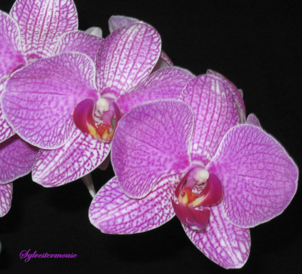 Purple Orchid Photo