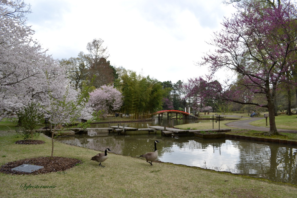 Botanical Gardens Photo by Sylvestermouse