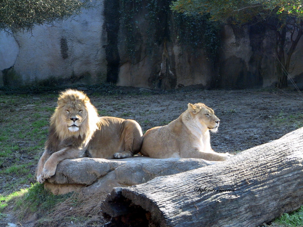 African Lions photo