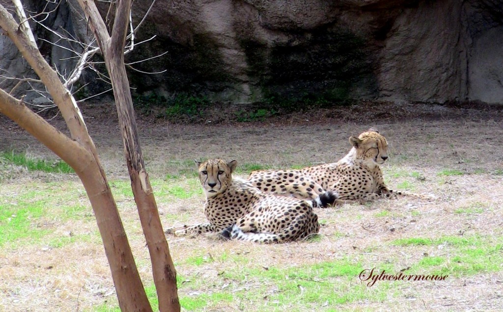 Cheetahs photo by Sylvestermouse