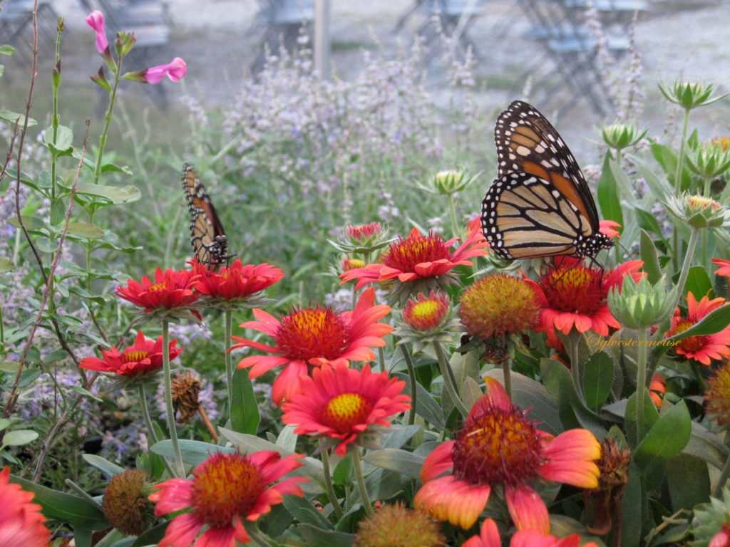 Monarch Butterflies on Coneflowers