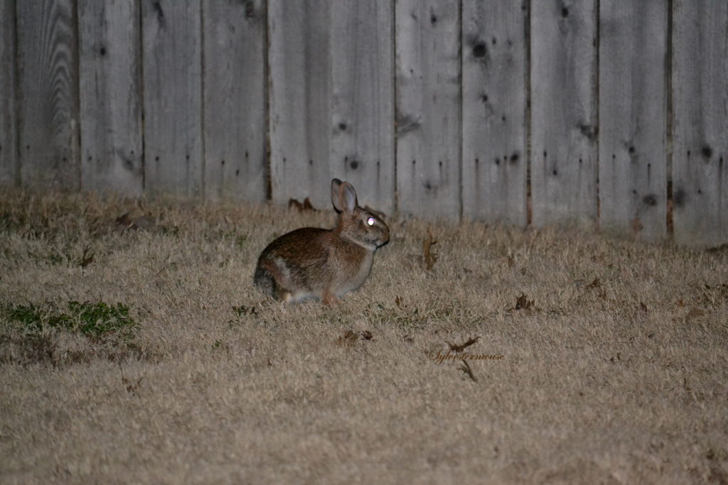 Bunny Rabbit photo by Sylvestermouse