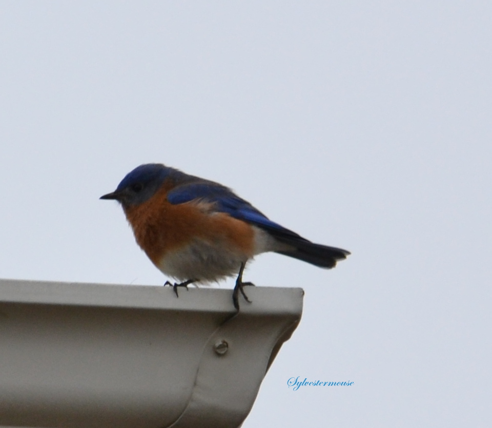 Eastern Bluebird Photo by Sylvestermouse
