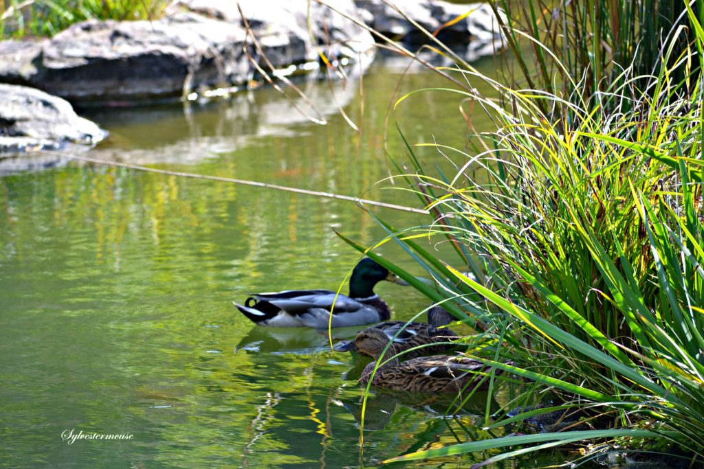 Ducks photo by Sylvestermouse