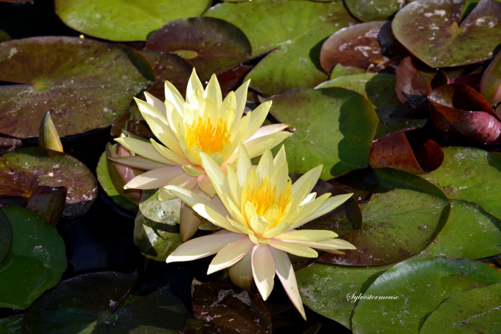 Water Lilies photo by Sylvestermouse Cynthia