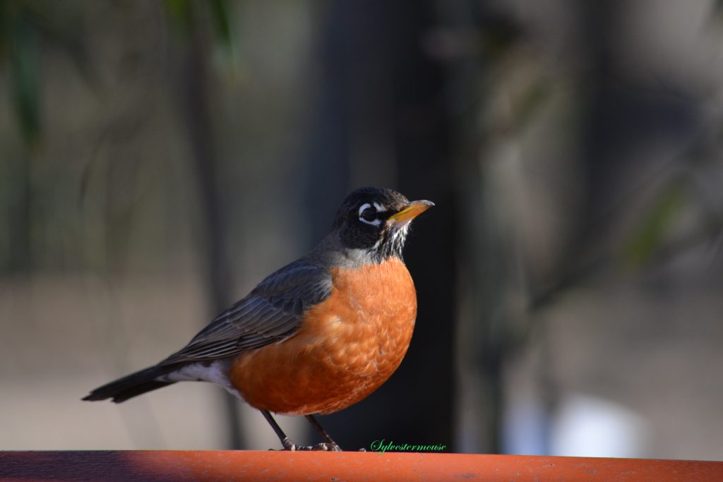 American Robin Photo